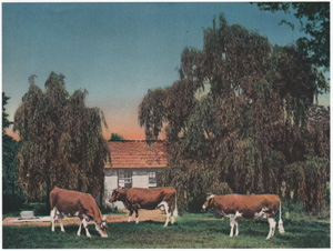 Vintage Calendar Art cows, cattle, livestock, farm life, etc.